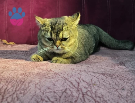 Şecereli Scottish Fold Nazlı kızımız Eş Arıyor