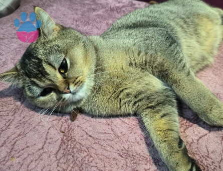 Şecereli Scottish Fold Nazlı kızımız Eş Arıyor