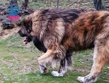 Tibet Mastifi Yakışıklı Koca Oğlumuz Odin'e Eş Arıyoruz