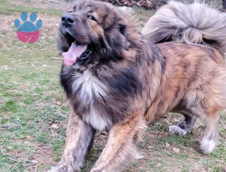 Tibet Mastifi Yakışıklı Koca Oğlumuz Odin'e Eş Arıyoruz