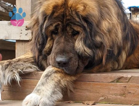 Tibet Mastifi Yakışıklı Koca Oğlumuz Odin'e Eş Arıyoruz