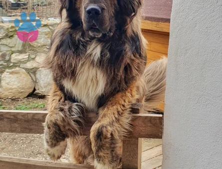 Tibet Mastifi Yakışıklı Koca Oğlumuz Odin'e Eş Arıyoruz