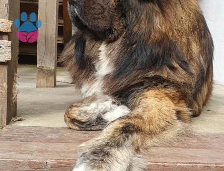 Tibet Mastifi Yakışıklı Koca Oğlumuz Odin'e Eş Arıyoruz