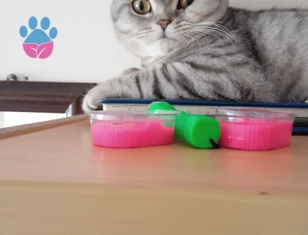 Scottish Fold 14 Aylık Eş Arıyor