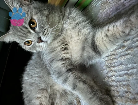 British Shorthair Güzel Kızıma Damat Adayı Arıyorum