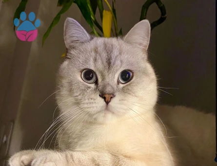 British Shorthair Oğluma Eş Arıyorum