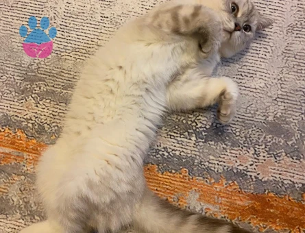 British Shorthair Oğluma Eş Arıyorum