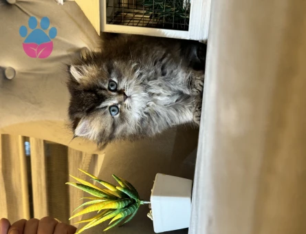 Safkan orijinal British longhair dişi yavrular