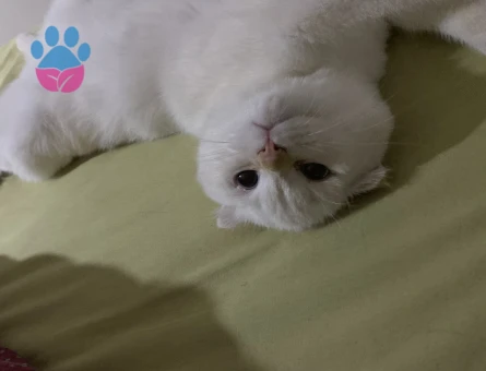 Scotissh Fold erkek kedim