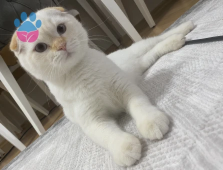 Scotissh Fold erkek kedim