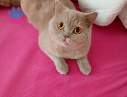 Dişi kedimiz için eş arıyoruz.