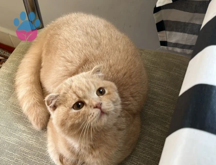 Kedime eş arıyorum