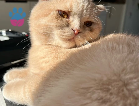 Kedime eş arıyorum