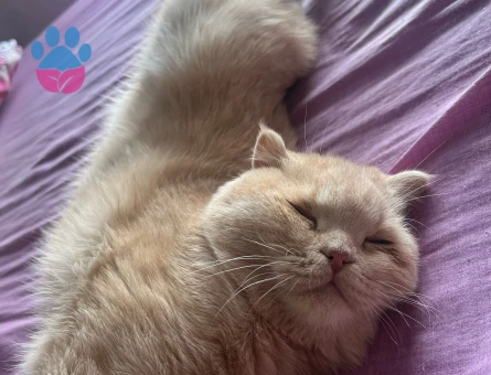 Kedime eş arıyorum