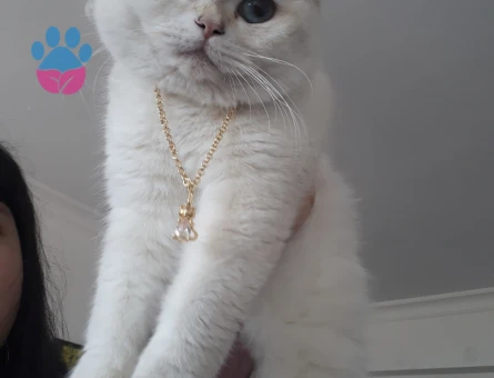 Ful secereli safkan British oğlumuz