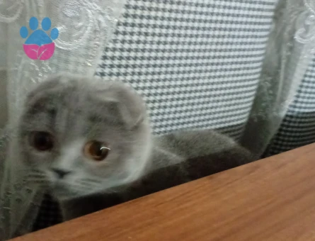 Scottish Fold kedime eş