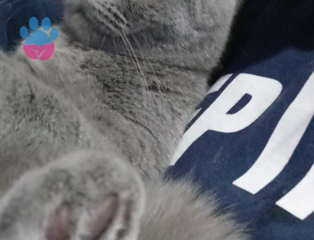 Scottish Fold kedime eş