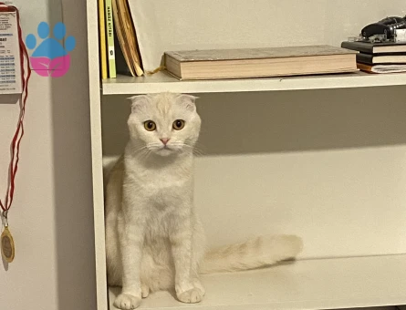 Scotish Fold Kızıma Koca