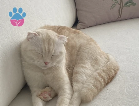 Scotish Fold Kızıma Koca