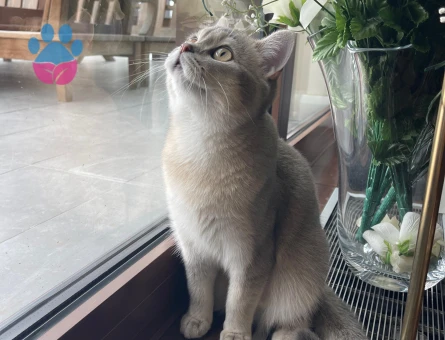 British Shorthair Oğlumuza Dişi Eş Arıyoruz