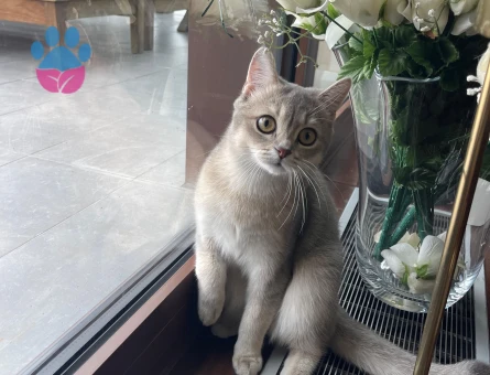 British Shorthair Oğlumuza Dişi Eş Arıyoruz