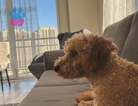 Toy Poodle 1 Yaşında Kızgınlıkta