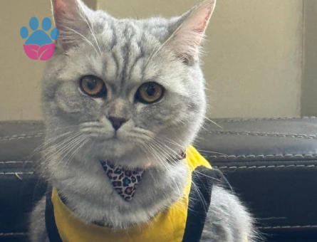 British Shorthair Umay Hanım'a eş arıyorum.