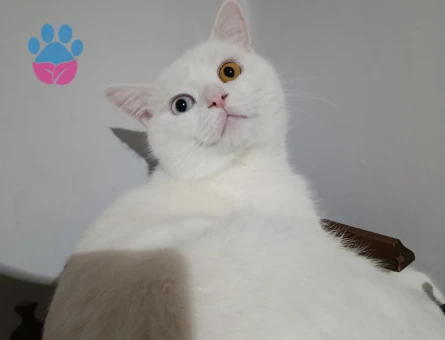 VAN KEDİMİZE DİŞİ EŞ ARIYORUZ