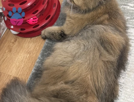 British longhair 1 yasinda