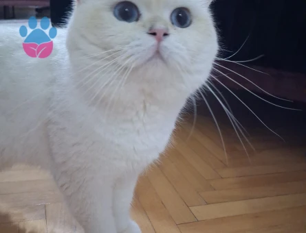 Oğluma bir gelin adayı arıyorum