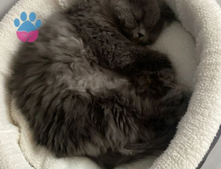 Kızımıza Eş için ERKEK kedi arıyoruz