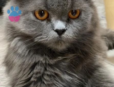 Kızımıza Eş için ERKEK kedi arıyoruz