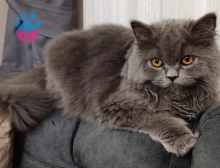 Kızımıza Eş için ERKEK kedi arıyoruz