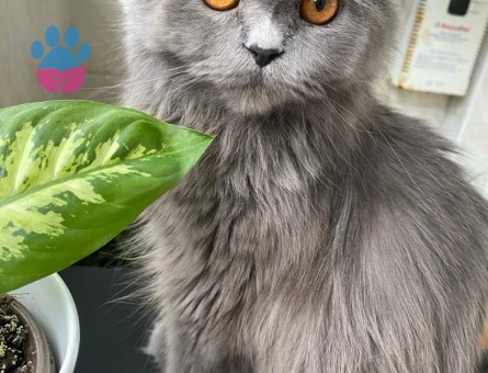 Kızımıza Eş için ERKEK kedi arıyoruz