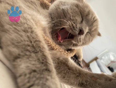 Scottish Fold Gofret Eş Arıyor