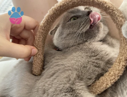 Scottish Fold Gofret Eş Arıyor