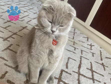 Scottish Fold Gofret Eş Arıyor