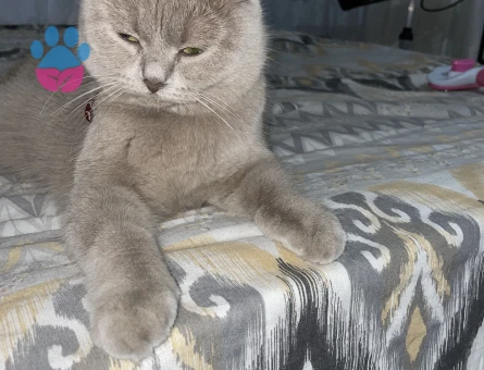 Scottish Fold Gofret Eş Arıyor