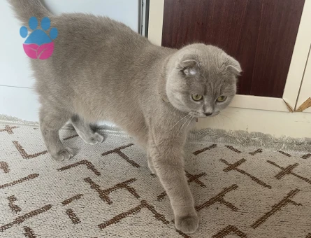 Scottish Fold Gofret Eş Arıyor