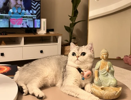 British Shorthair Dişi Kedime Eş Arıyorum