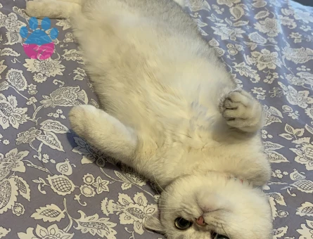 British Shorthair Dişi Kedime Eş Arıyorum