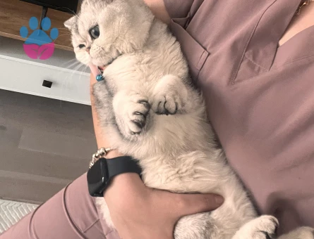 British Shorthair Dişi Kedime Eş Arıyorum