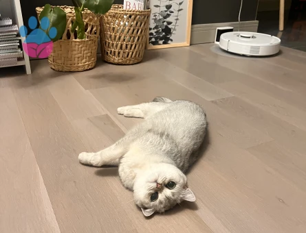 British Shorthair Dişi Kedime Eş Arıyorum