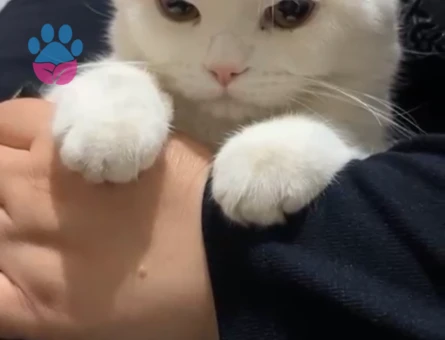 British 1 yaşında Oğlumuza Eş Arıyoruz