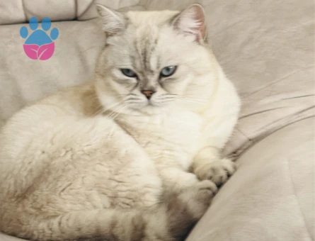 Kızgınlıkta tecrübesiz henüz