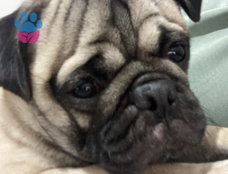 Oğlumuz oso’ya dişi pug arıyoruz