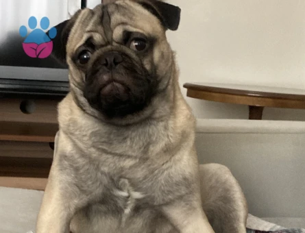 Oğlumuz oso’ya dişi pug arıyoruz