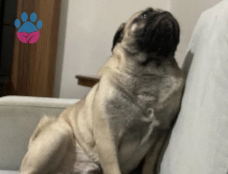 Oğlumuz oso’ya dişi pug arıyoruz