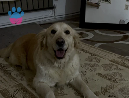 İngiliz Golden 4Yaşındaki kızıma Eş arıyorum