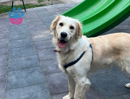 İngiliz Golden 4Yaşındaki kızıma Eş arıyorum